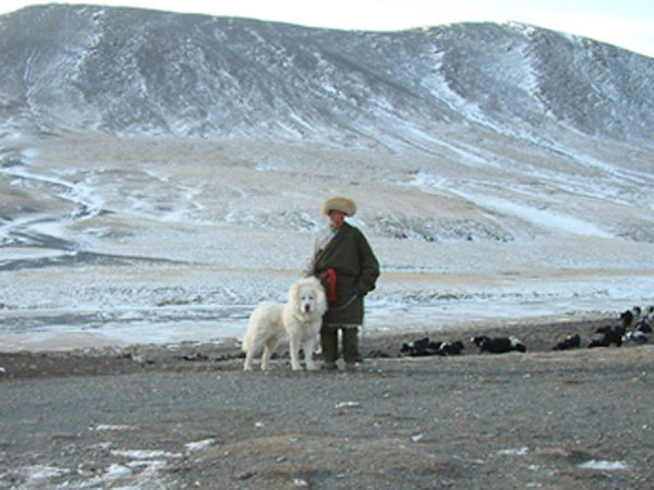 are mastiffs good hiking dogs