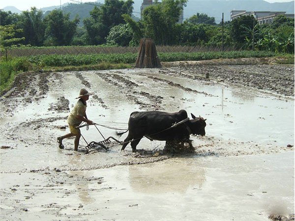 Huitong Ancient Village Farmland