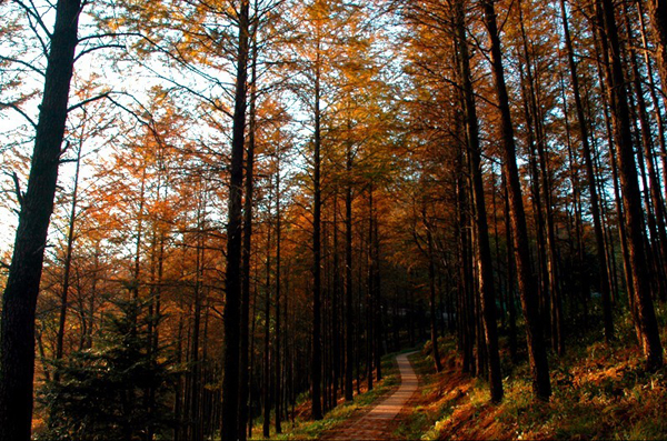 Moganshan Mountain Trees