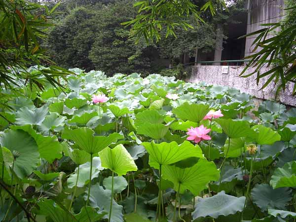 Chengdu Zoo View