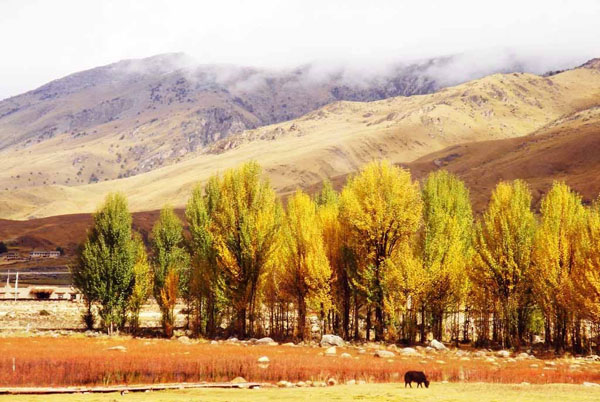 Garze Daocheng Yading In Autumn