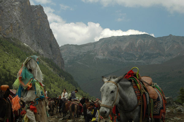 Garze Daocheng Yading Horses