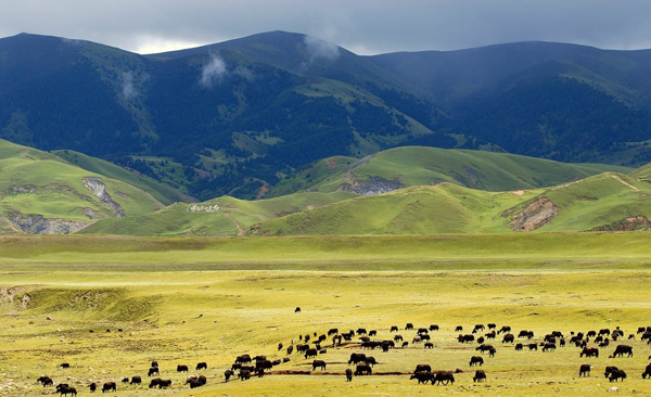 Garze Daocheng Yading Grassland