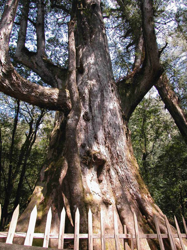 Smangus Village Old Growth Tree