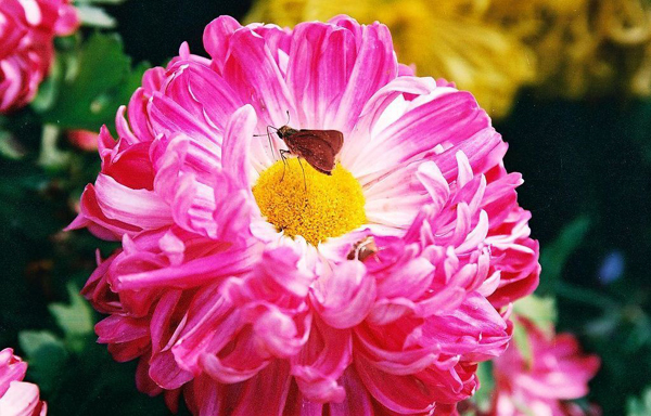 Longting Park Peony