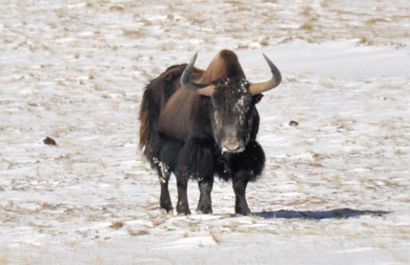 Yak in Mountain Patrol