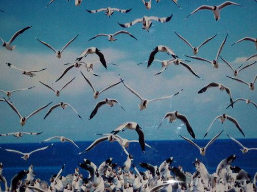 Qinghai Lake Bird Island 