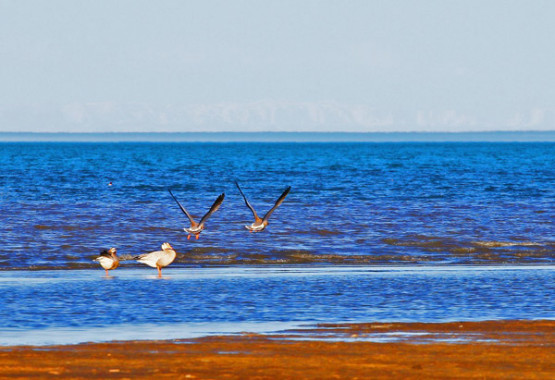 Qinghai Lake view