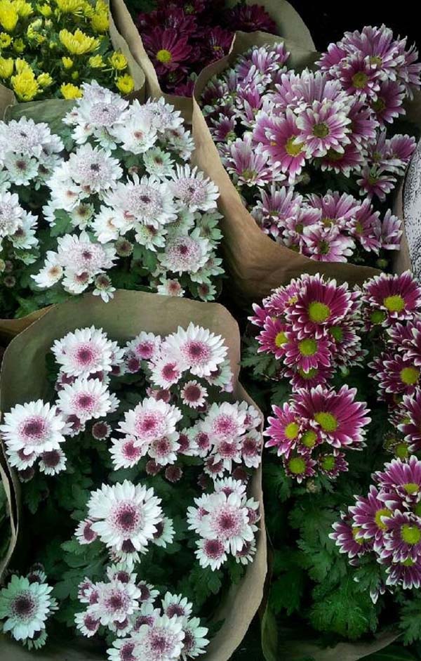 Kunming Flowers & Birds Market Flowers